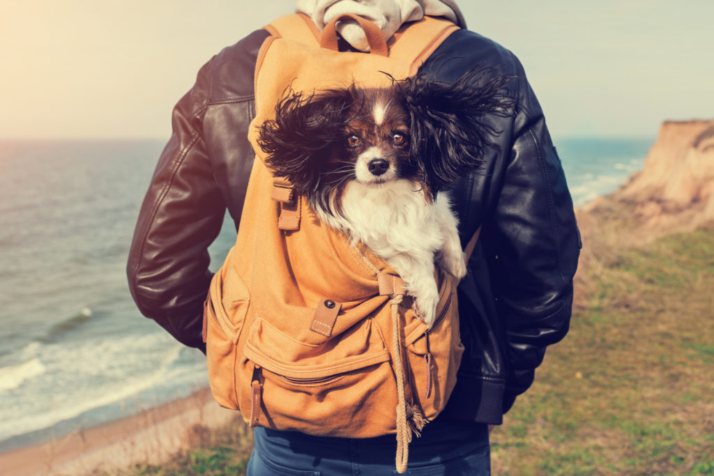 backpack to hold dog