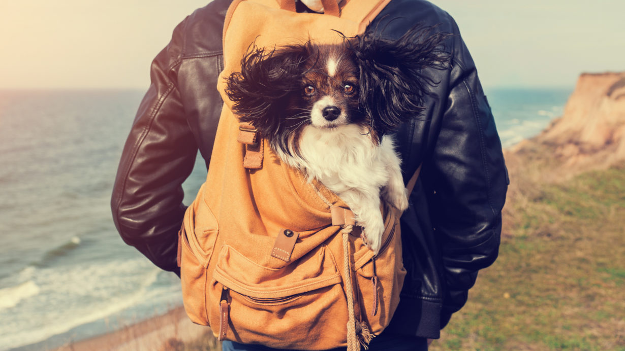 How to Carry a Dog in a Backpack